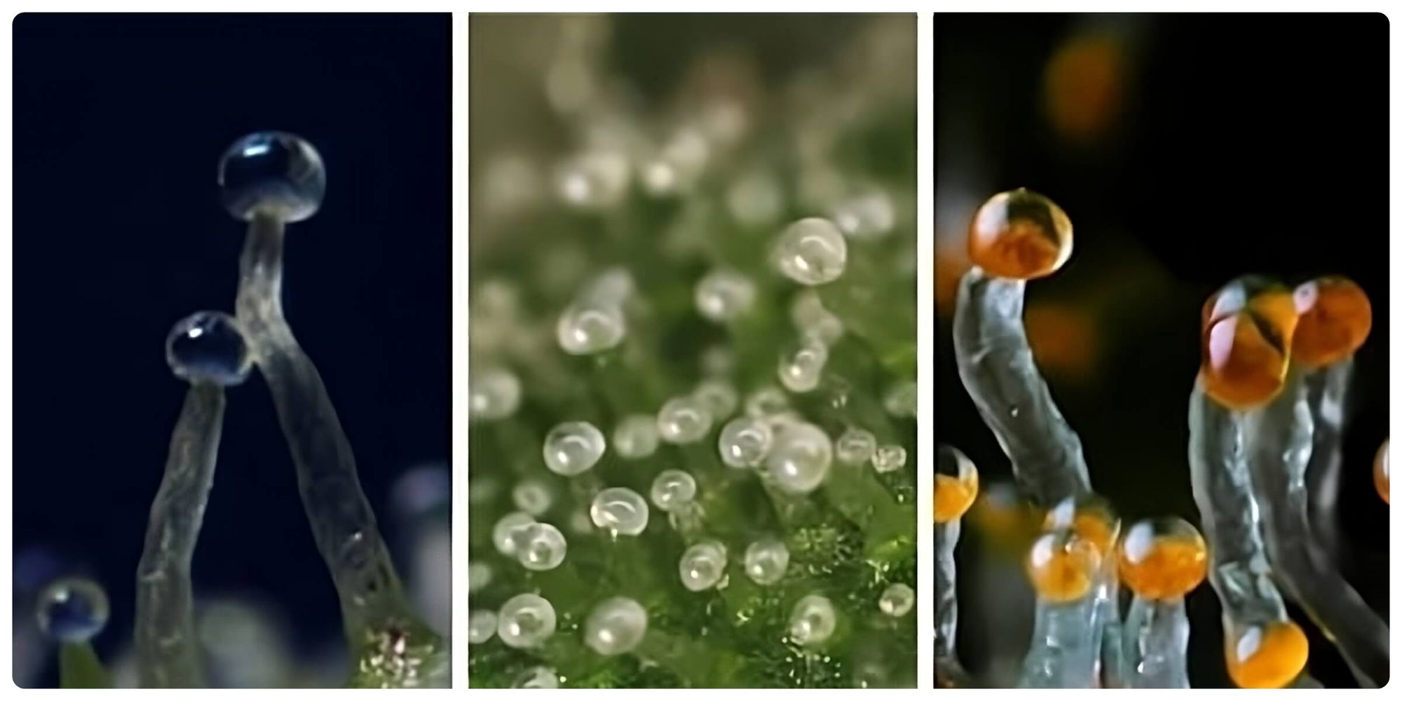 The three stages of Capitate-stalked trichome ripeness