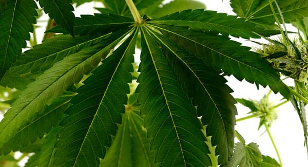 75 days white widow marijuana leaf
