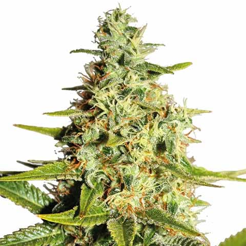 The Best Medical Strains to Grow in Missouri