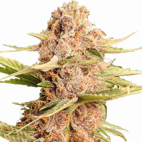 The Strongest Indica Weed Strains