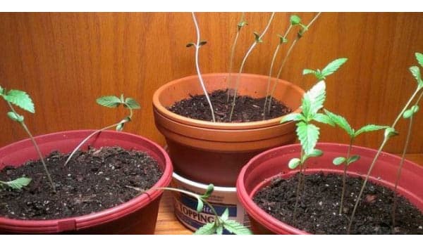 Super stretched seedlings