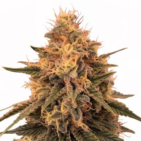 The Strongest Hybrid Strains with High THC
