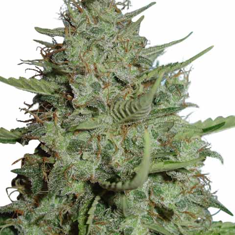 The Strongest Indica Weed Strains