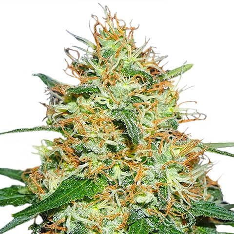 The Strongest Hybrid Strains with High THC