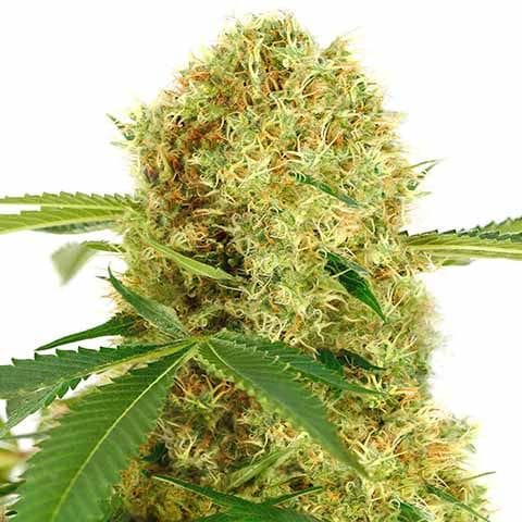 The Best Weed Strains to Grow in High Heat Climates