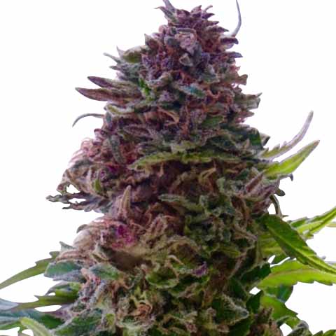 The Best Weed Strains to Grow in High Heat Climates