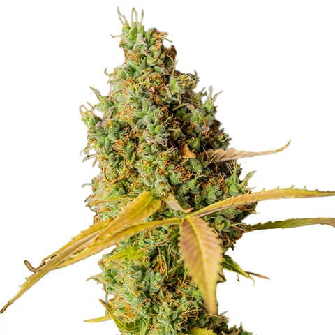 The Highest Quality Citrus Flavored Weed Strains