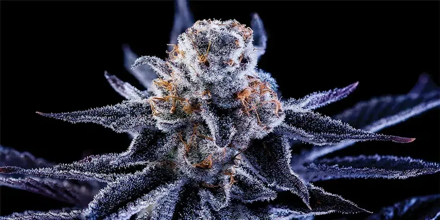 Hazy Girl is a beautiful Cannabis strain from Green Bodhi's genetics.