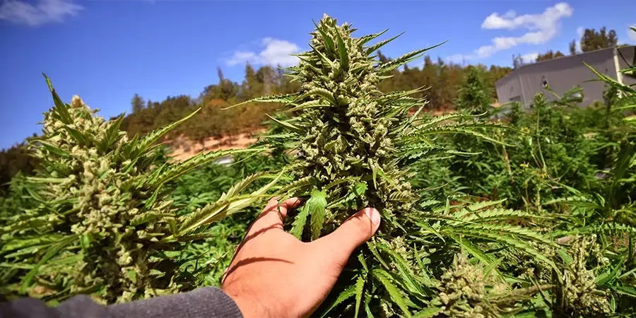 Hand holding a main cola of an auto-flower cannabis plant growing outdoors