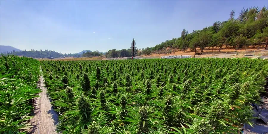 A field of hundreds of Speed Run Seeds' Autoflower cannabis plants growing outdoors.