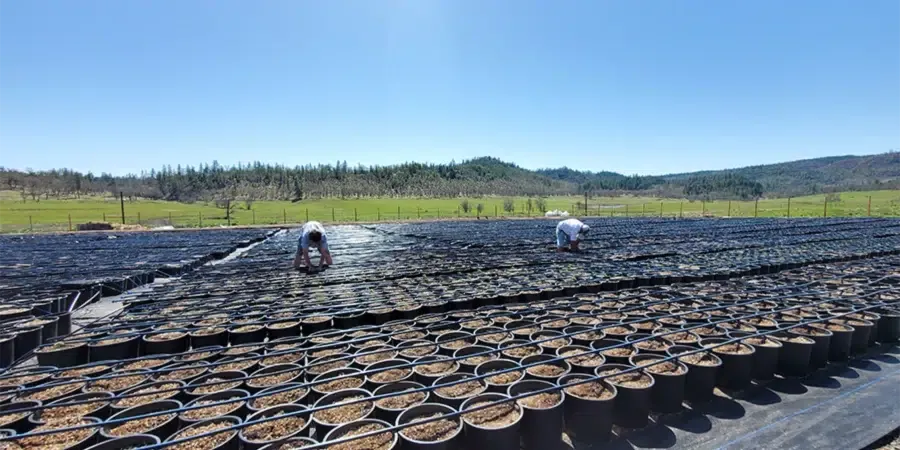 Workers from Speed Run Seeds are carefully tending to the pots containing marijuana seedlings, ensuring the soil is well-maintained for healthy growth.