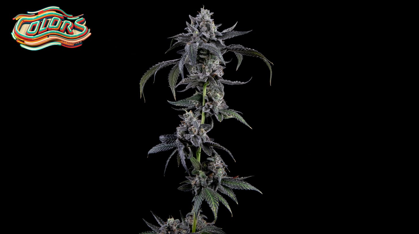 A full view of the Candy Juice cannabis plant, displaying its healthy structure with lush green leaves and dense, terpene-rich buds. The plant exudes a vibrant, thriving presence.