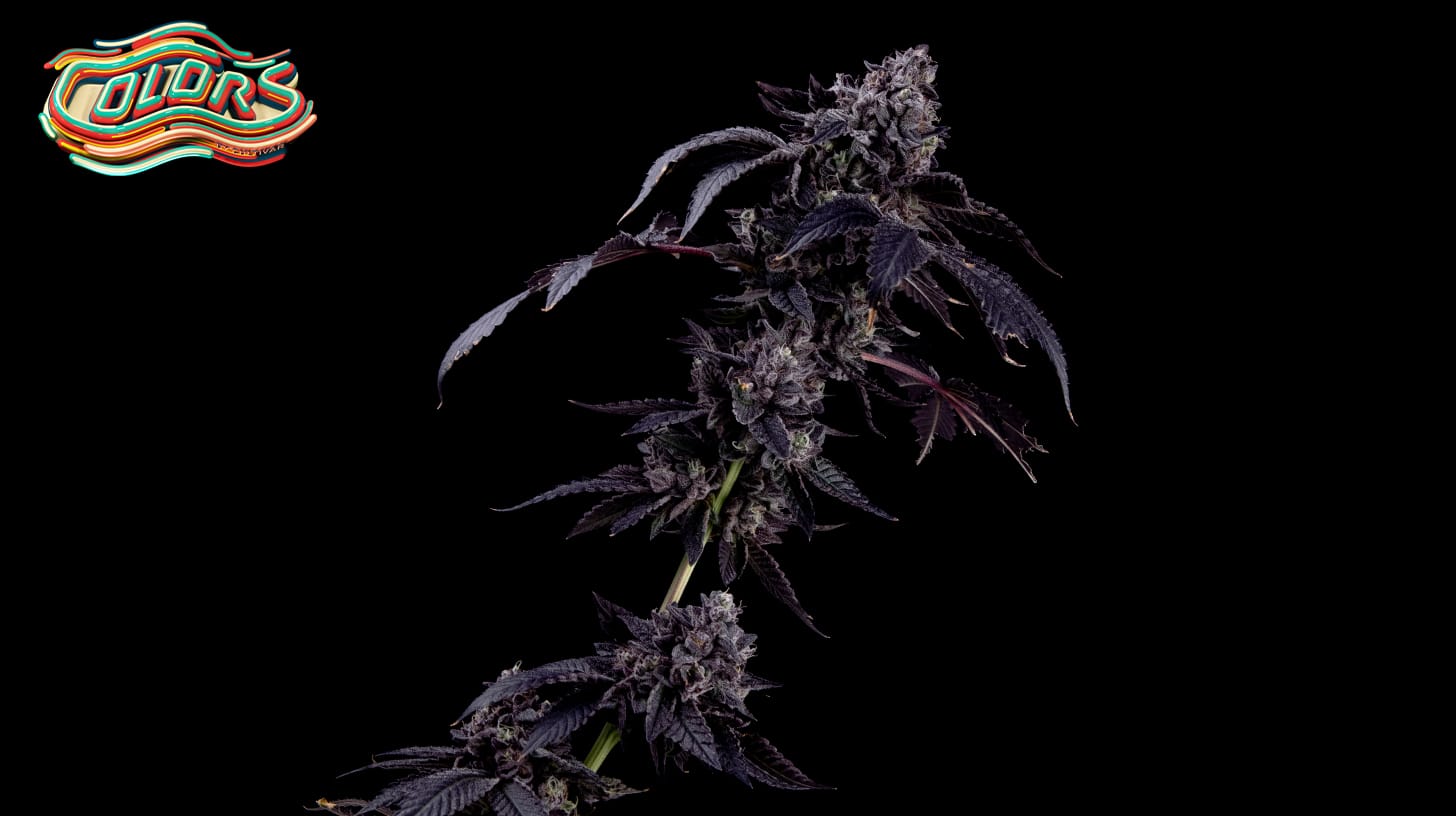 A vibrant Rainbow Showers cannabis plant standing tall and healthy, showcasing a stunning array of colors on its leaves and buds, ranging from deep greens to purples, oranges, and hints of pink. Its resin-coated buds glisten under soft lighting, emphasizing its lush and thriving appearance.