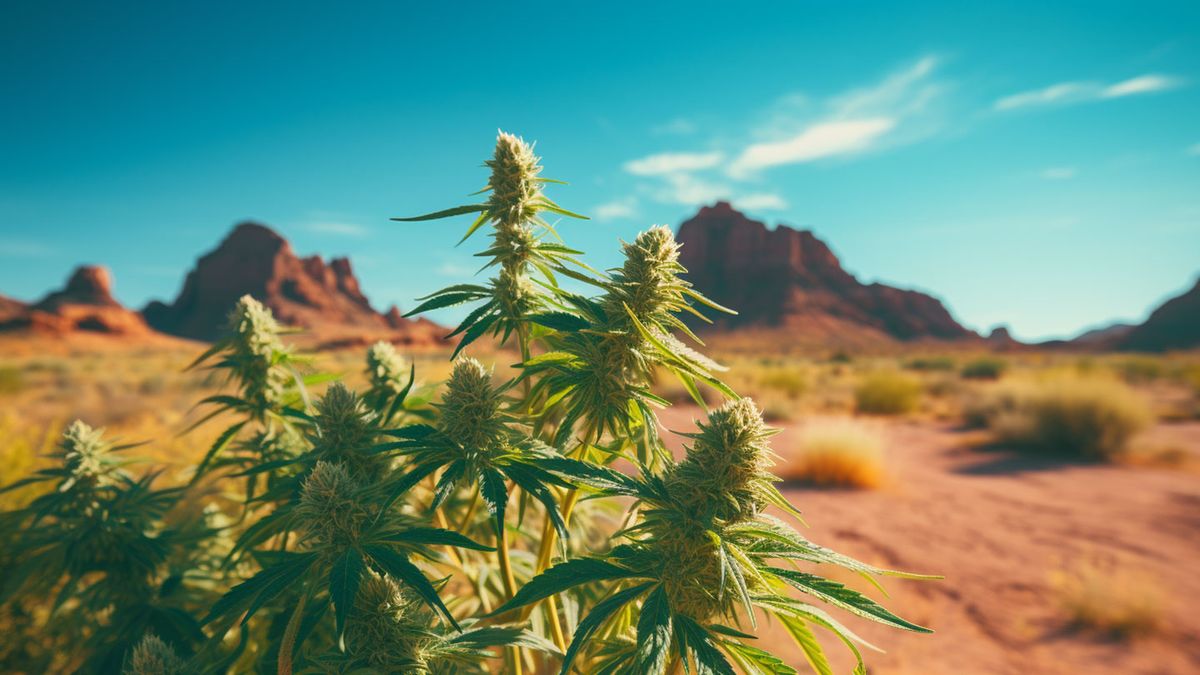 The Best Medical Marijuana Strains to Grow in Arizona