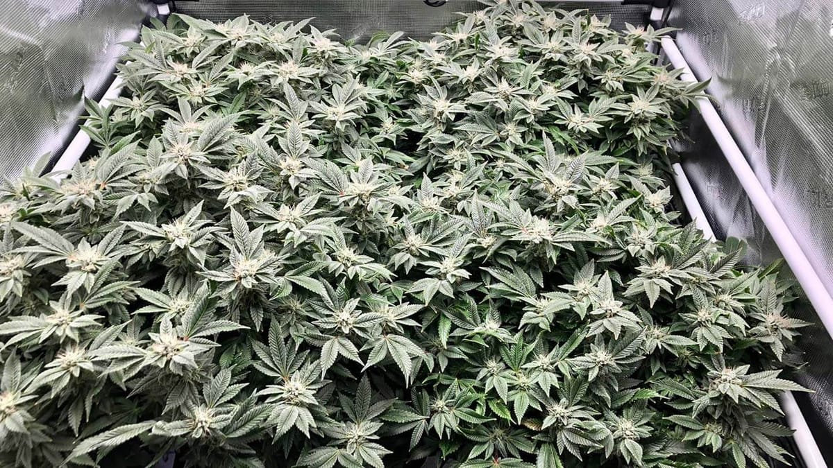 The Best Scrog Strains for All Growers