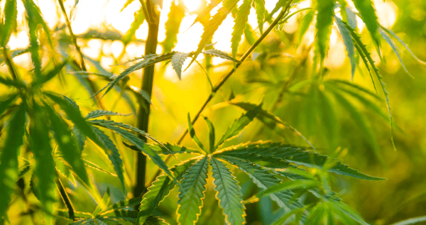 What is photosynthesis and its role for cannabis plants?