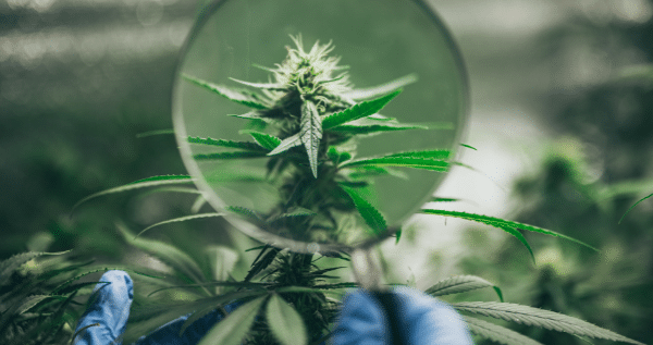 Transport inside the plant: Science of growing cannabis