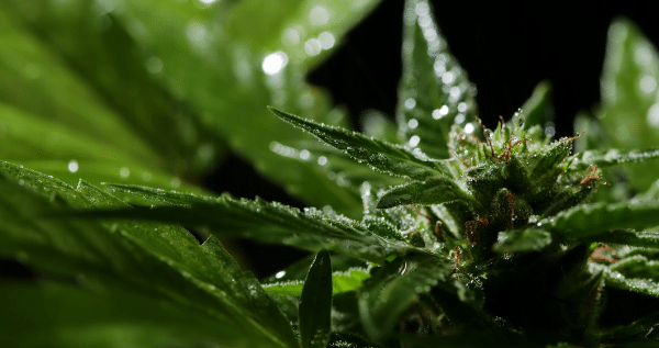 Basic needs of a marijuana plant