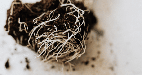 The cannabis plant root system