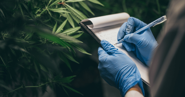 Cannabis Vegetative Stage (Beginner Guide)