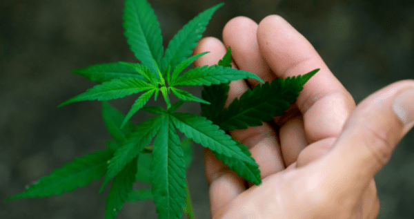 The Cannabis Vegetative Stage