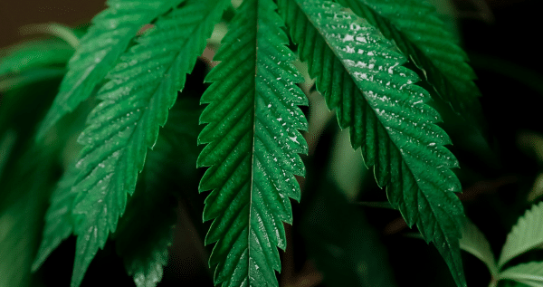 Watering Marijuana Plants