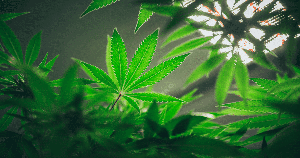 Grow Lights For Marijuana Plants