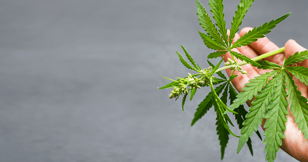 What is a marijuana plant