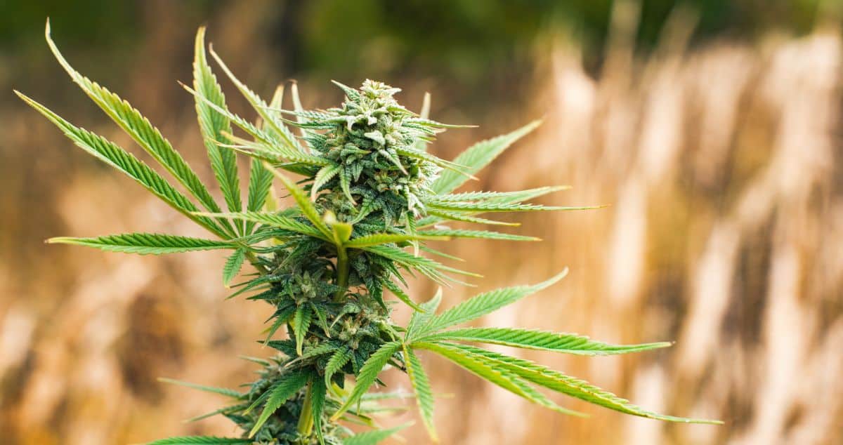 The Best Autoflowering Strains for Outdoors