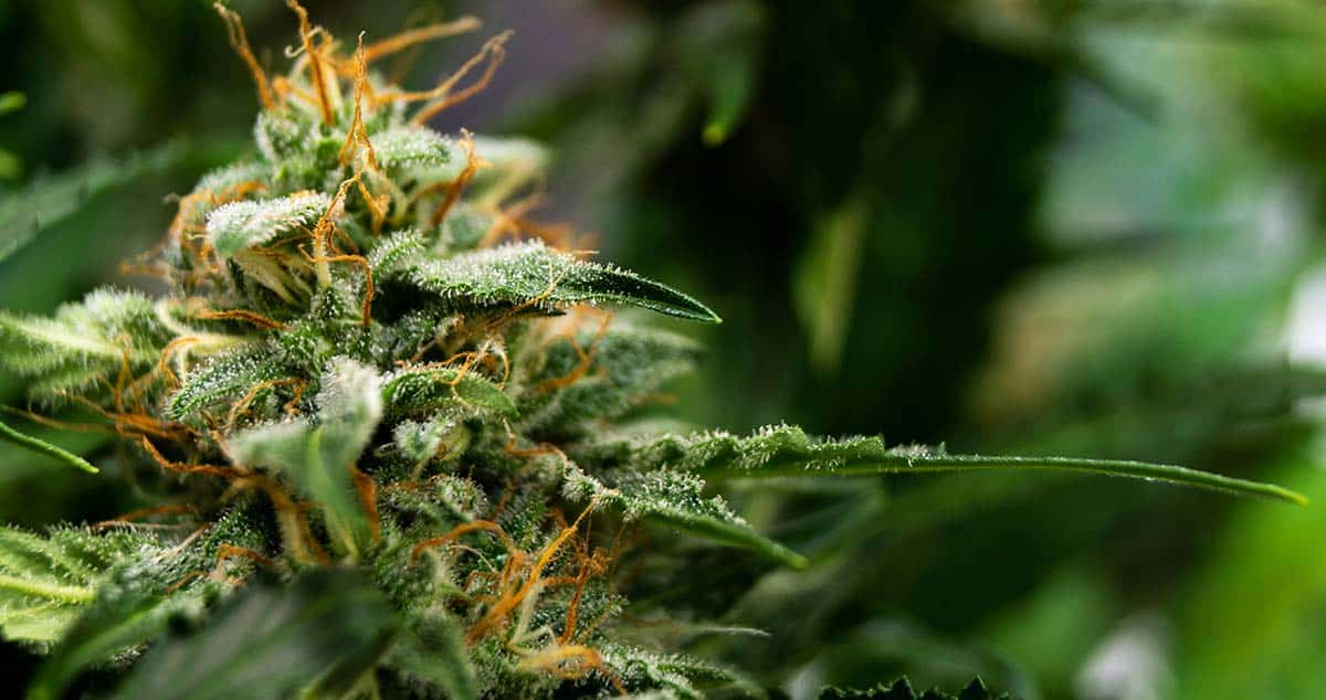 The Highest-Yielding Autoflower Strains (And Where to Buy the Seeds)
