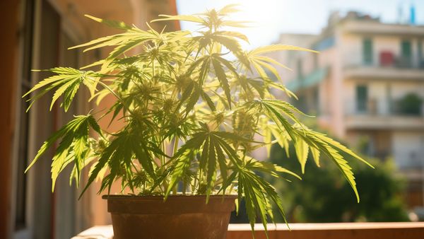 marijuana plant growing on a balcony in beautiful sunlight