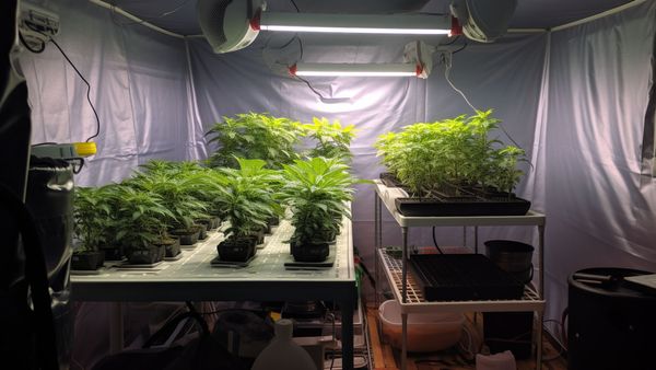 the top hydro weed strains growing in a hydroponic setup