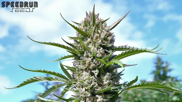 A big main cola of the Frosted Cherry'Os marijuana plant