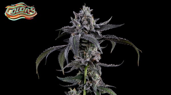 The top of a vibrant Candy Juice cannabis plant, showcasing its dense, resin-covered buds and rich, colorful foliage.