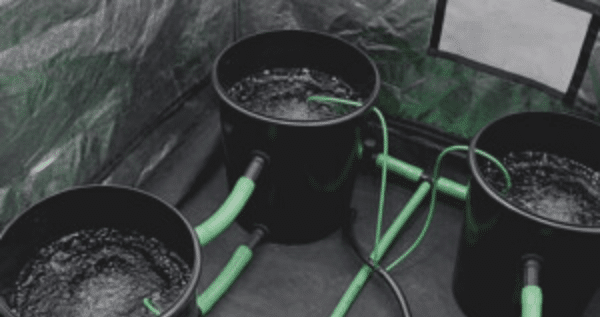 Bubble Buckets for marijuana growing
