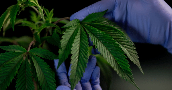 Diseases on marijuana plants