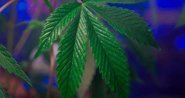 Humidity for marijuana plants