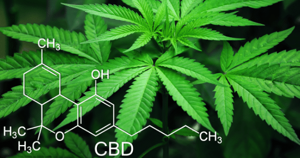 Nutrients for marijuana plants