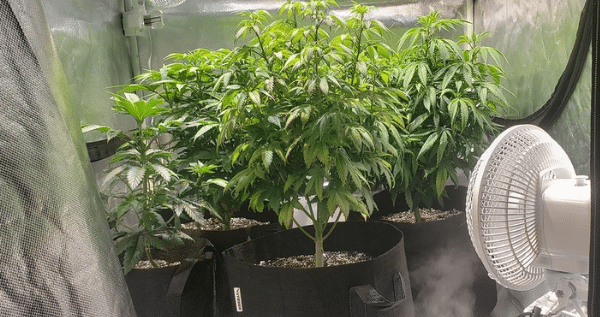 Pruning marijuana