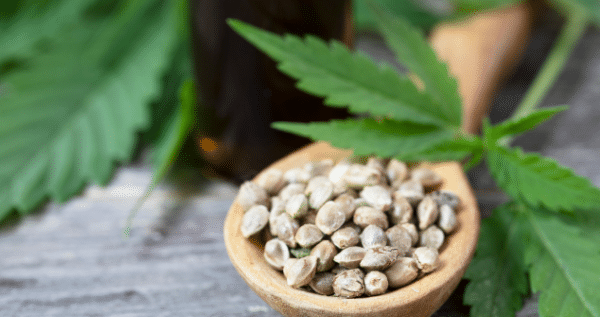 Seeds and marijuana strains