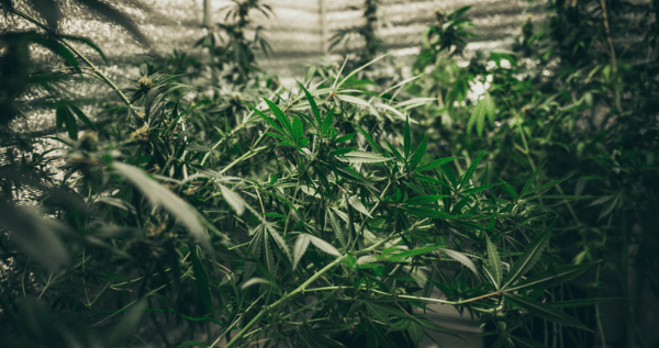 Ventilation for marijuana plants