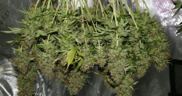 dry trimming marijuana