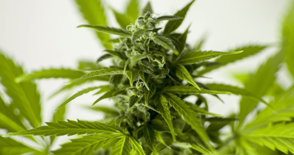 flowering marijuana