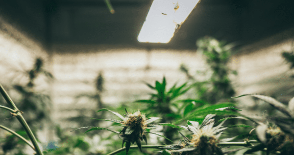 gear for growing marijuana indoors