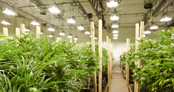 grow room marijuana setup