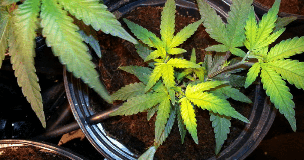 hydroponic system marijuana