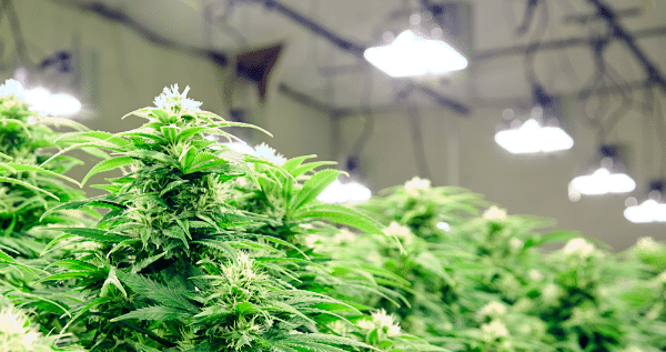 lights for growing marijuana