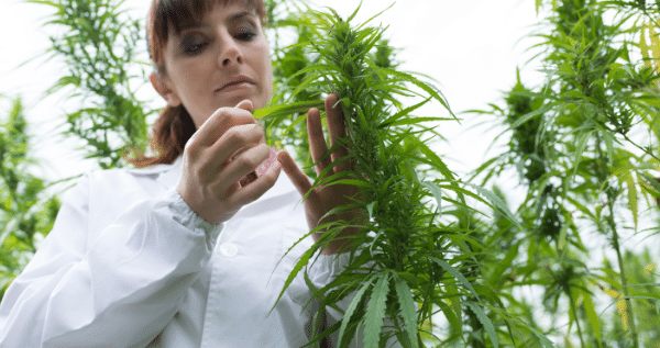 marijuana flowering week 1 to 4