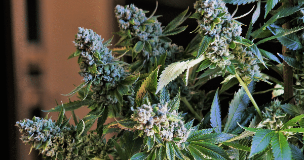 marijuana flowering weeks 7 and 8