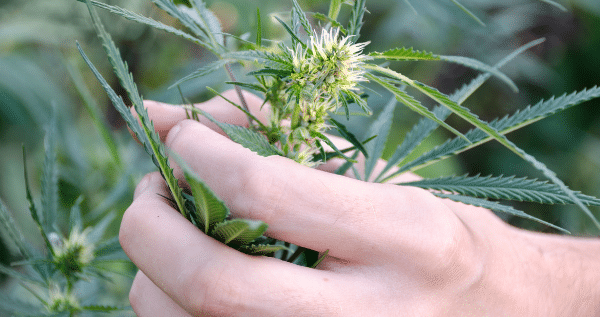 marijuana flowering weeks